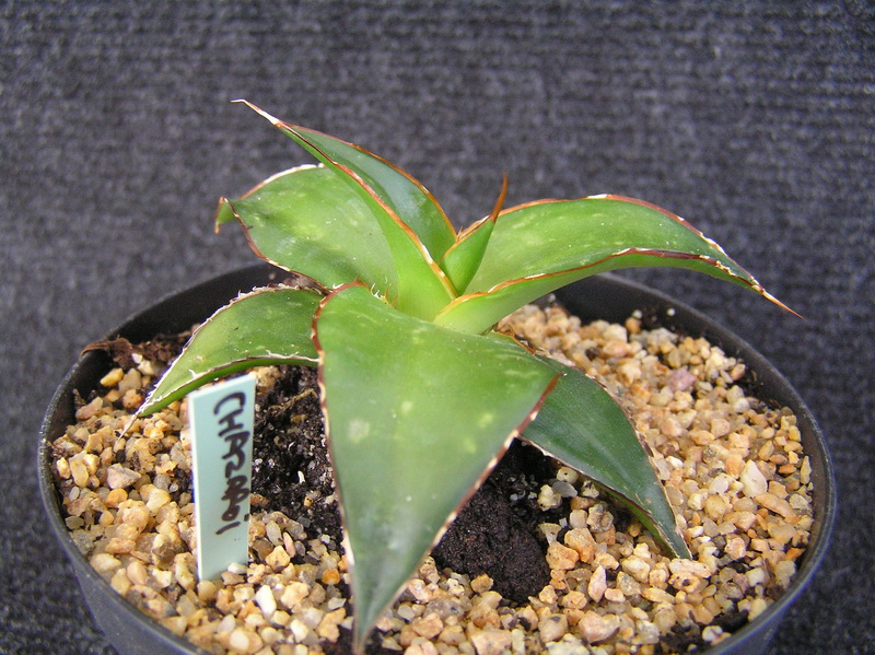 Agave chazaroi 