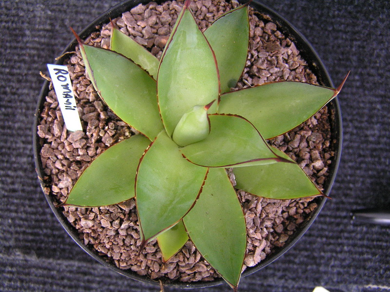Agave x romanii 