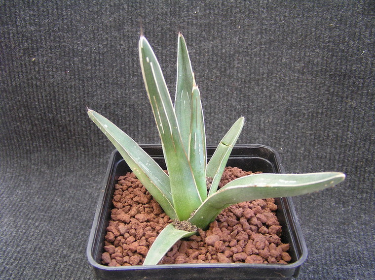 Agave ferdinandi-regis 