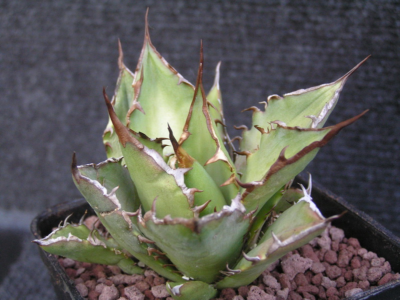 Agave titanota 