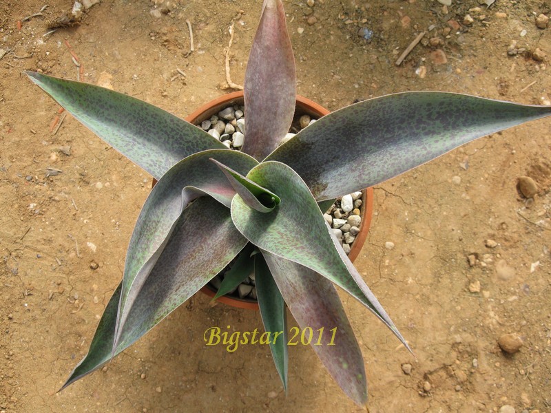 Agave cv. macho mocha 