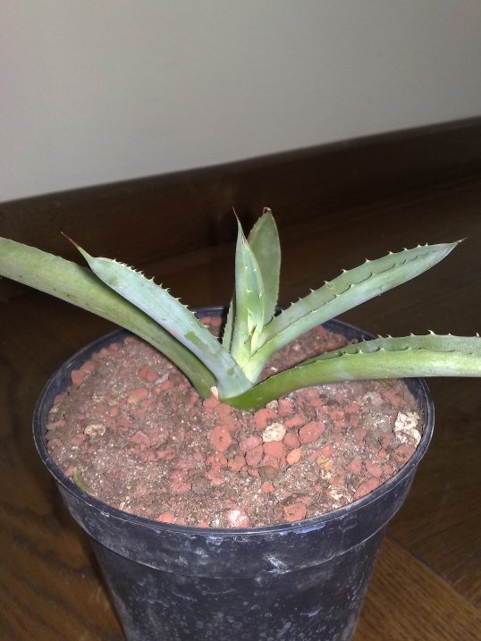 Agave macroacantha 