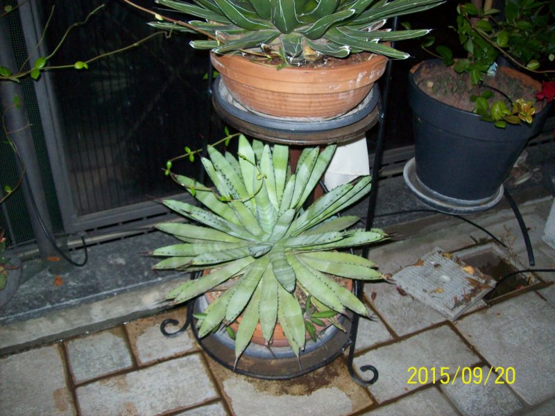 Agave macroacantha 