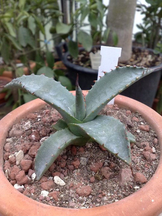 Agave marmorata 