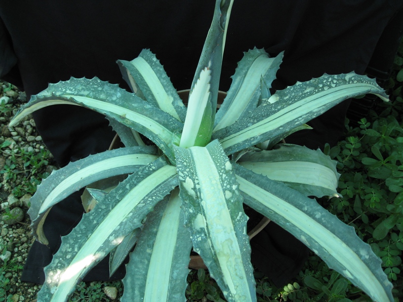  Agave Americana 