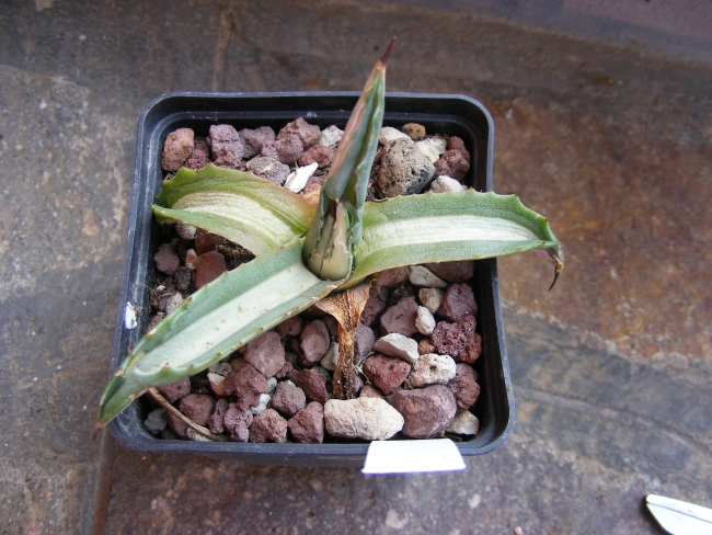 Agave  
