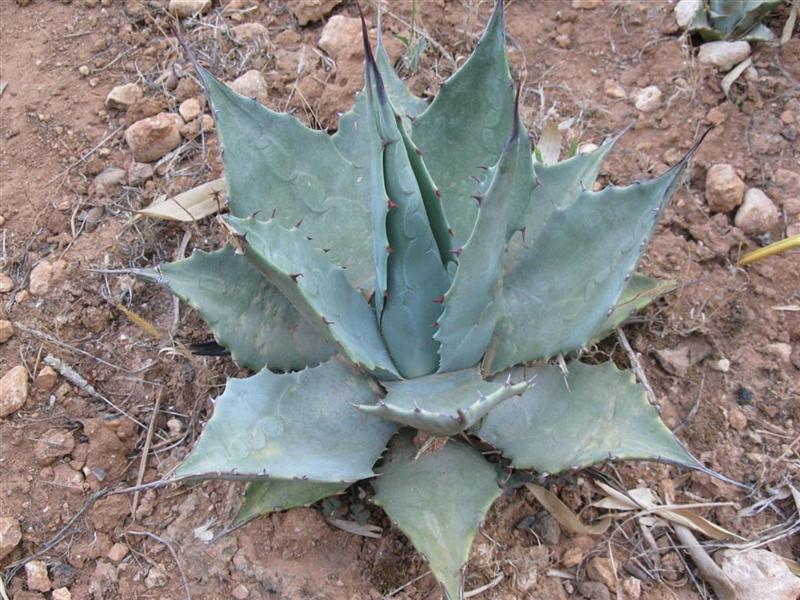 Agave neomexicana 