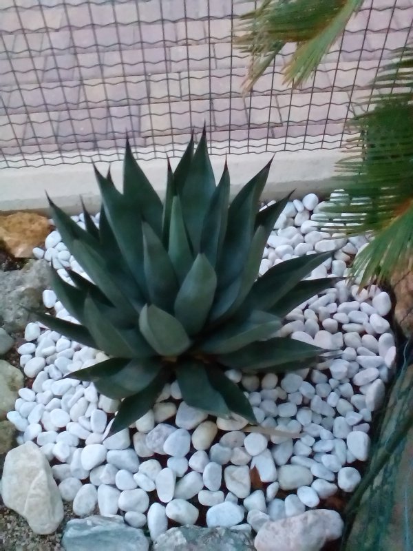 agave cv. nigra