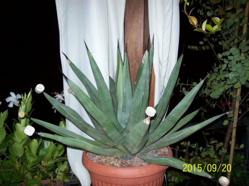 agave nigra