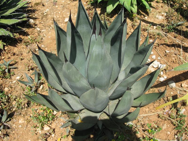 Agave cv. nigra 