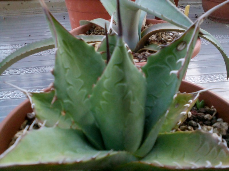 Agave parrasana 