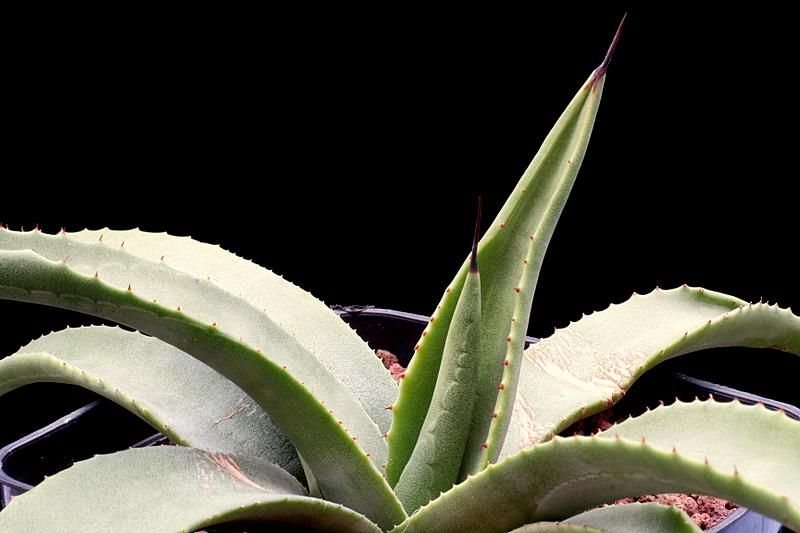 Agave parryi 