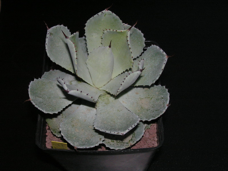 Agave parryi v. truncata 