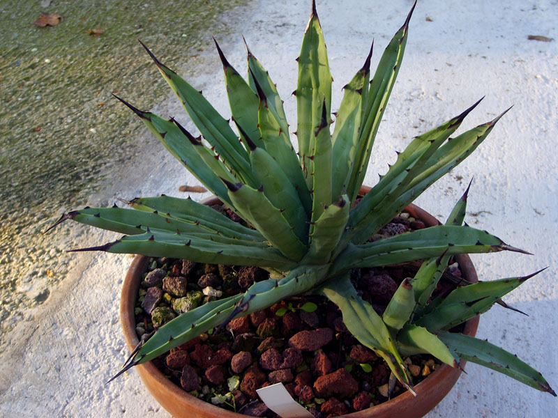 Agave macroacantha 