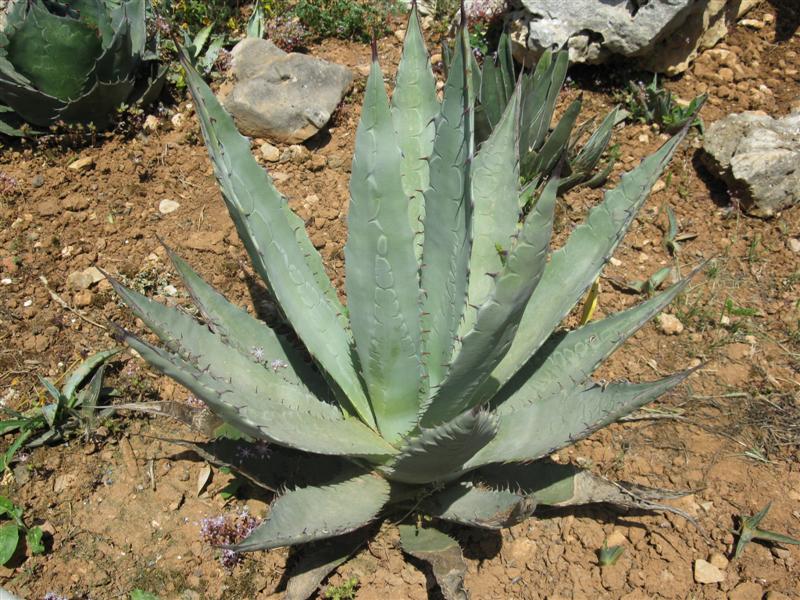 agave parryi v. mog-ollon