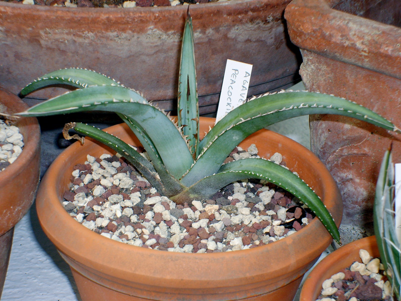 Agave peacockii 