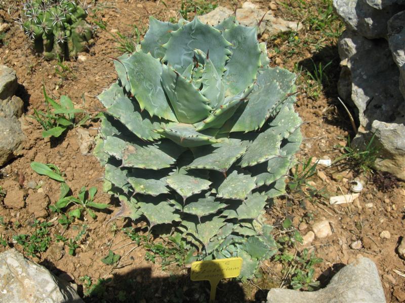 Agave potatorum f. nana 