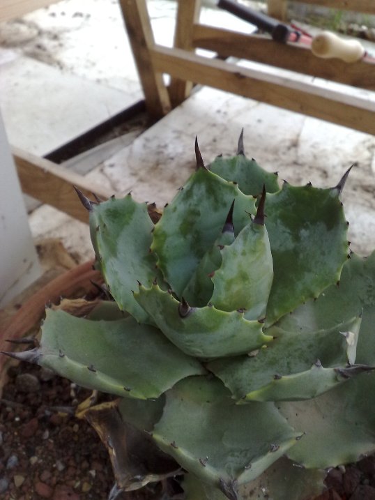 Agave potatorum 