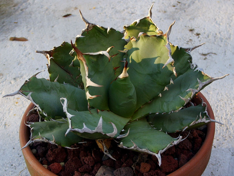 Agave titanota 