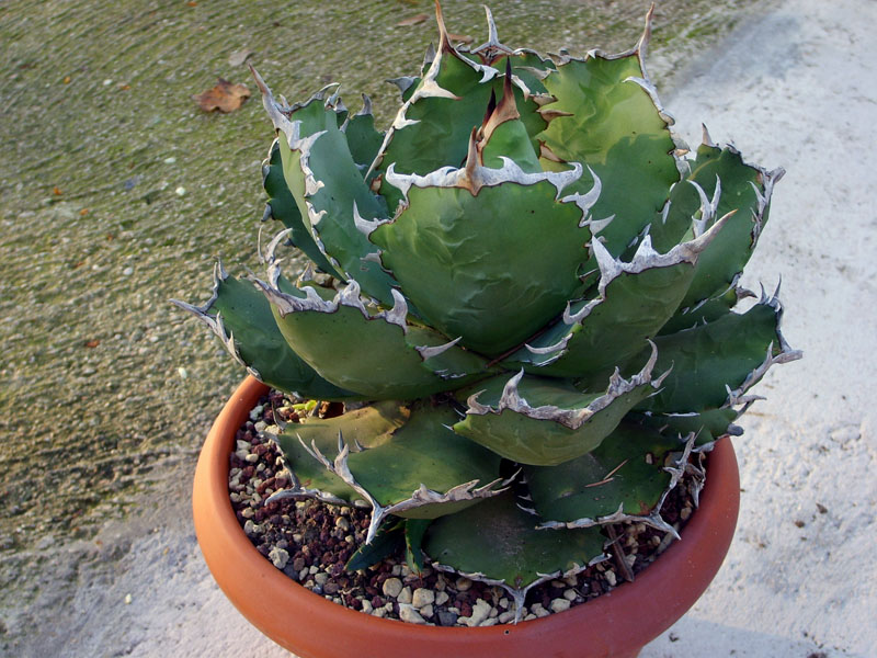 Agave titanota 