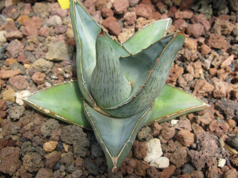 Agave pumila 