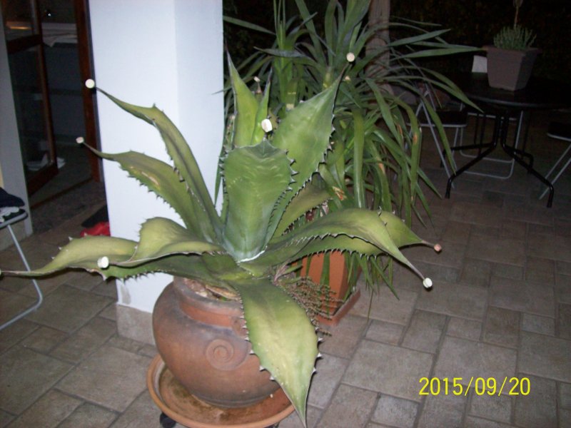 Agave ragusae 