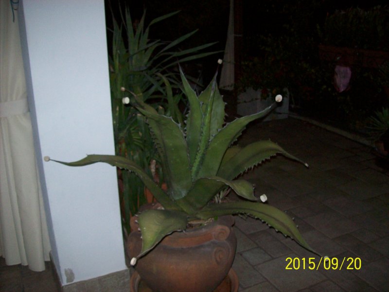 agave ragusae