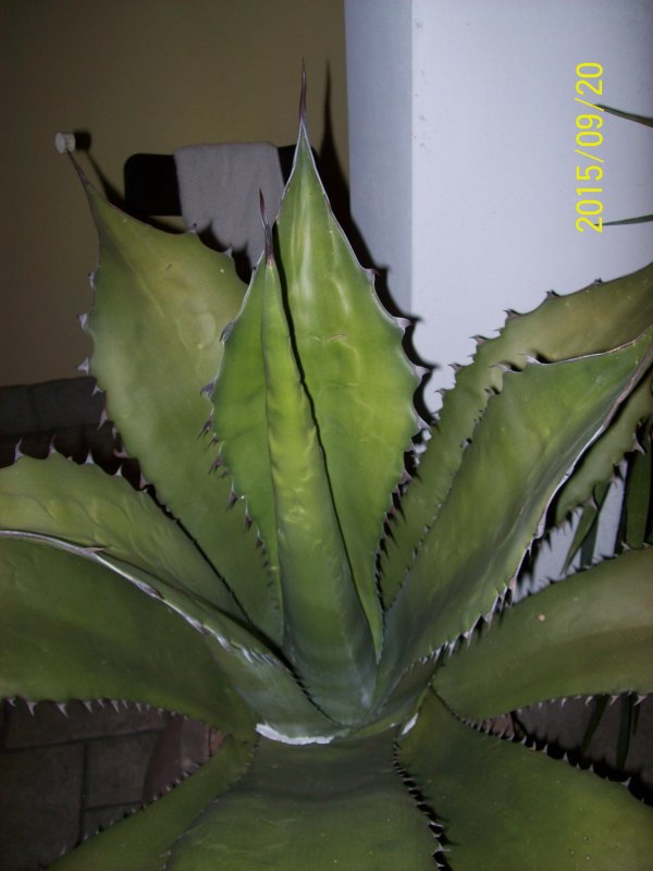 Agave ragusae 