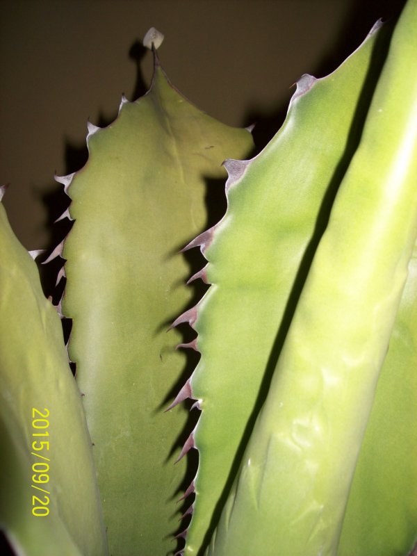 Agave ragusae 