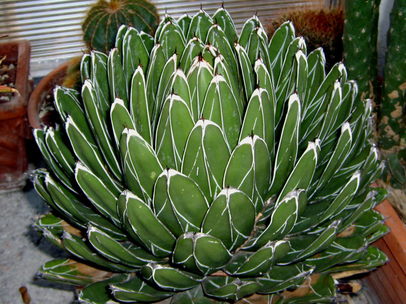 Agave victoriae-reginae 