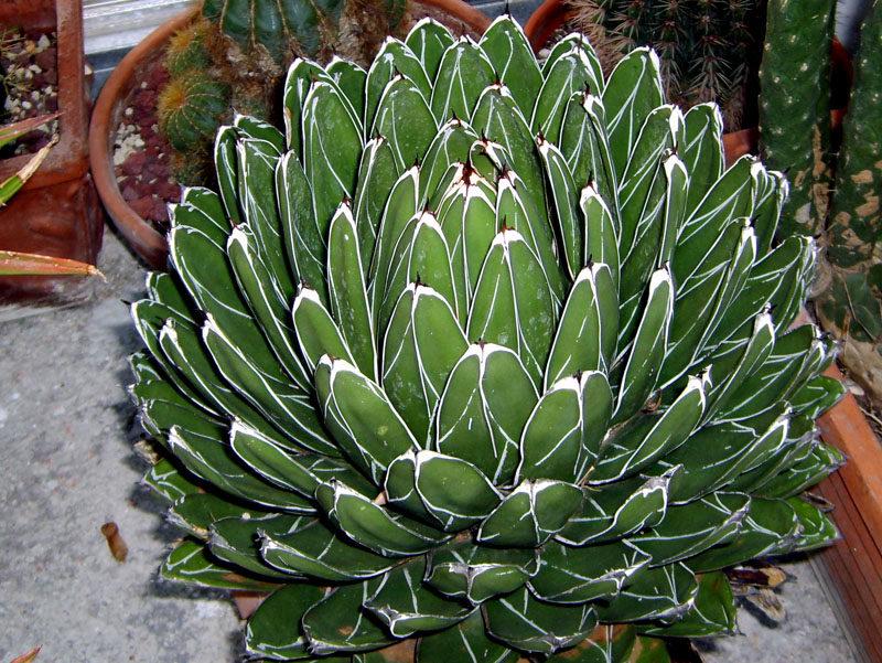 Agave victoriae-reginae 