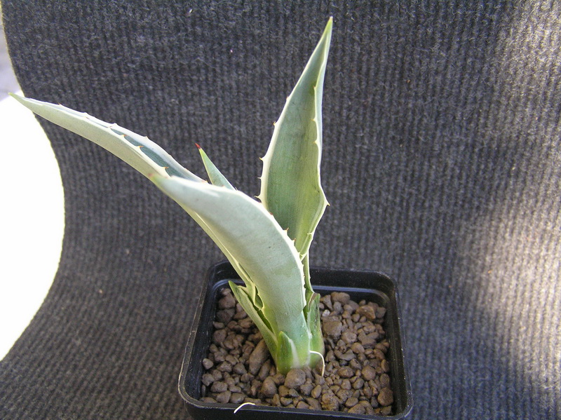 Agave angustifolia v. marginata 