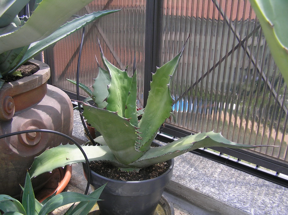 Agave ragusae 