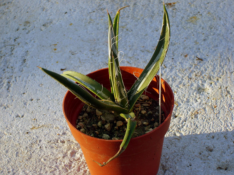 Agave schottii 