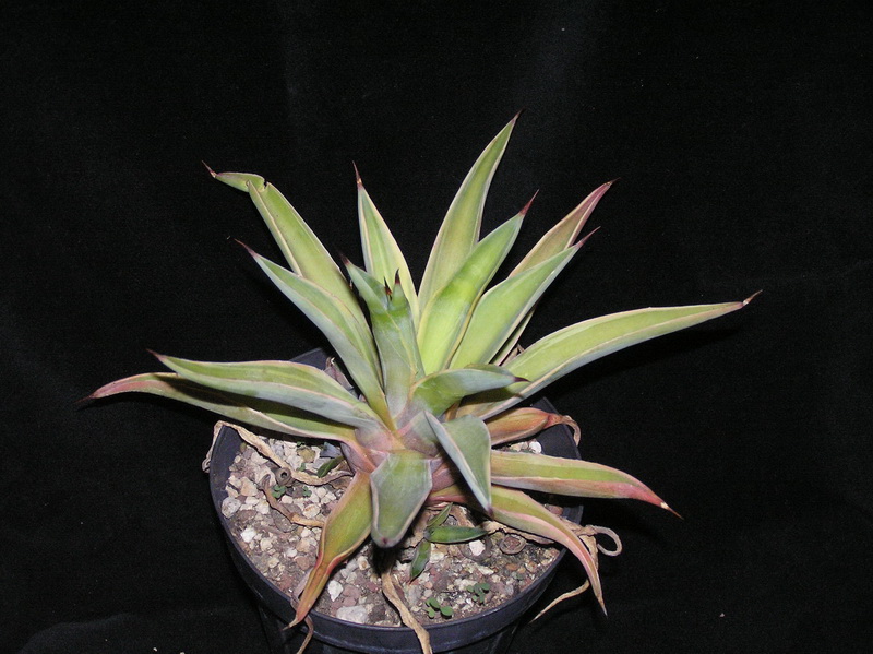 Agave desmettiana f. variegata 