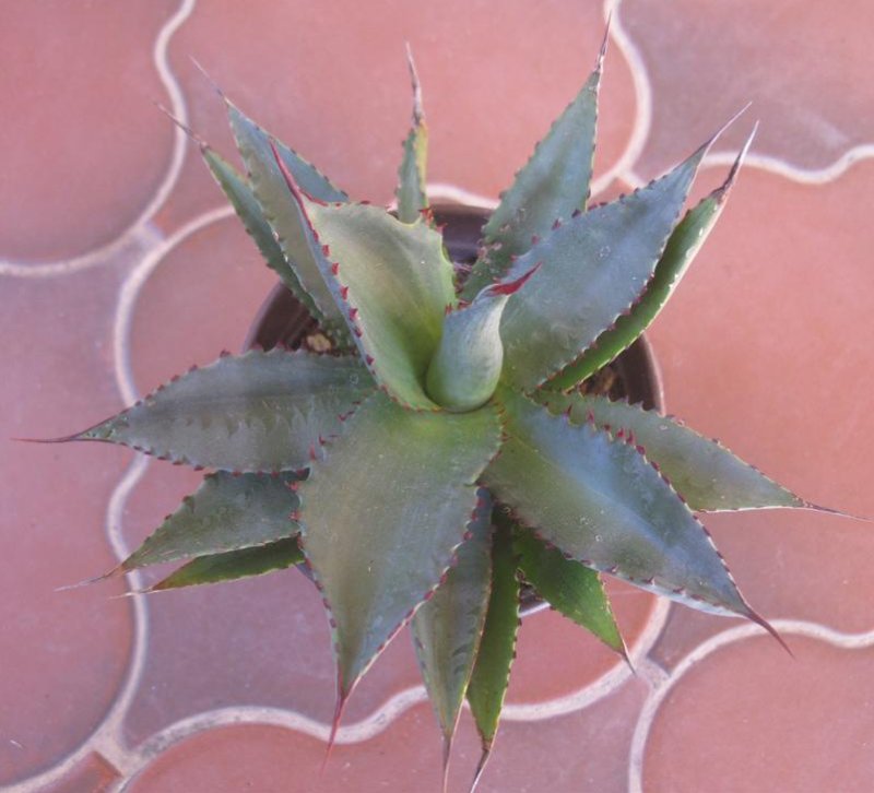 Agave  