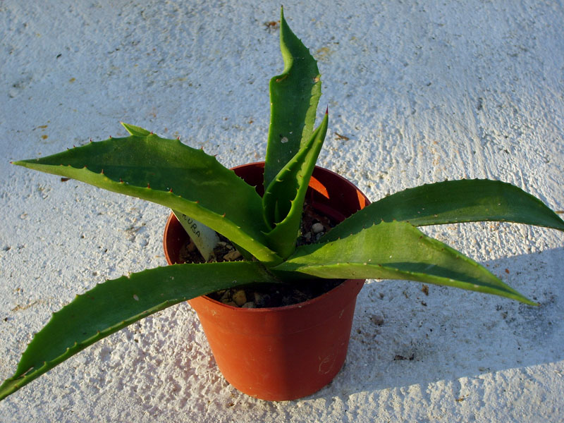 agave sp. pilon kuba