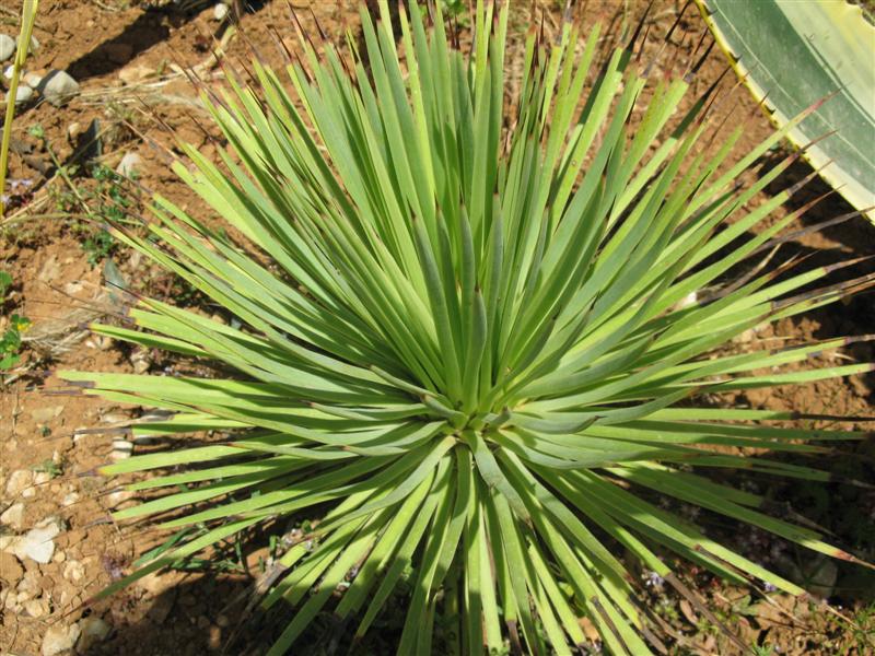 Agave striata f. nana 