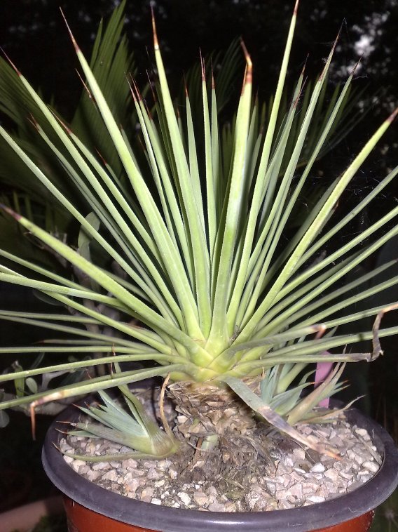 Agave stricta v. nana 