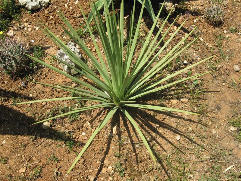 Agave stricta 