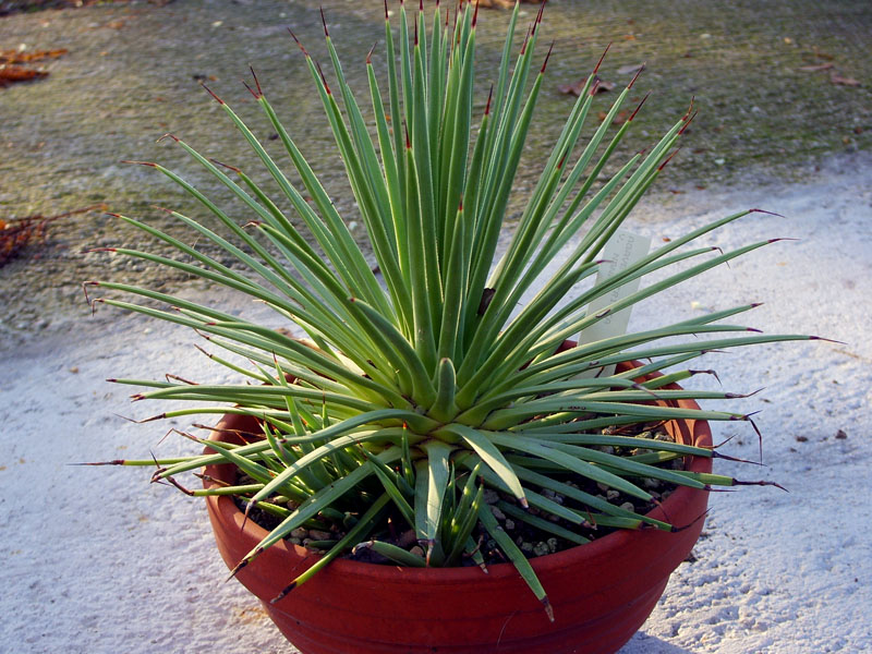 Agave stricta v. nana 