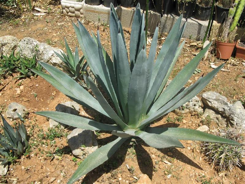 Agave tequilana 