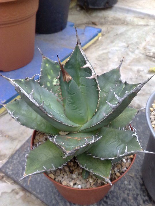 Agave titanota 