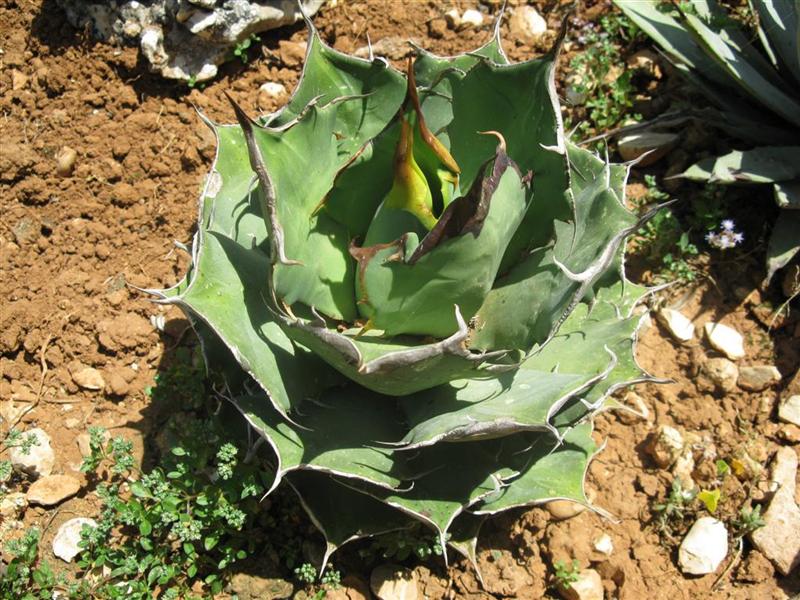 Agave titanota f. compacta 