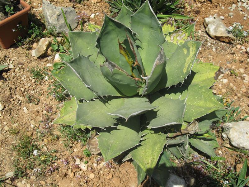 Agave titanota 