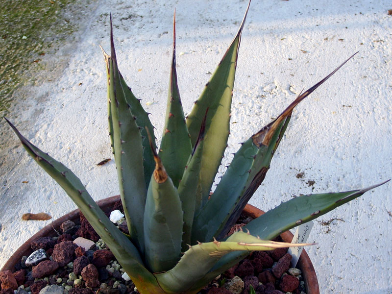 Agave utahensis 