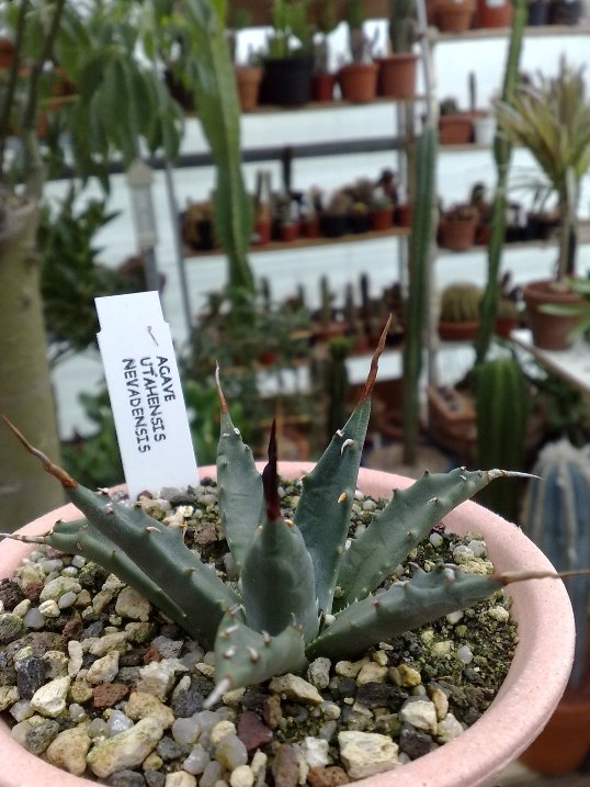 Agave utahensis v. nevadensis 