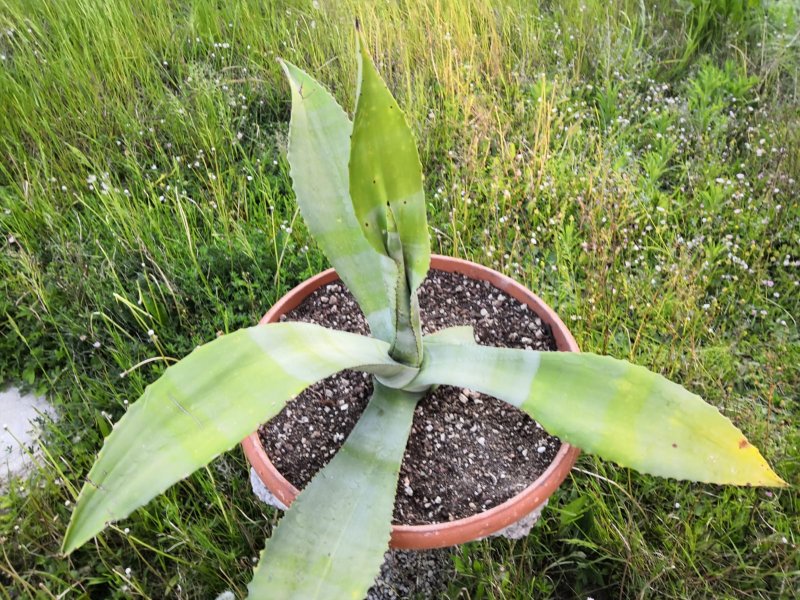 Agave valenciana 