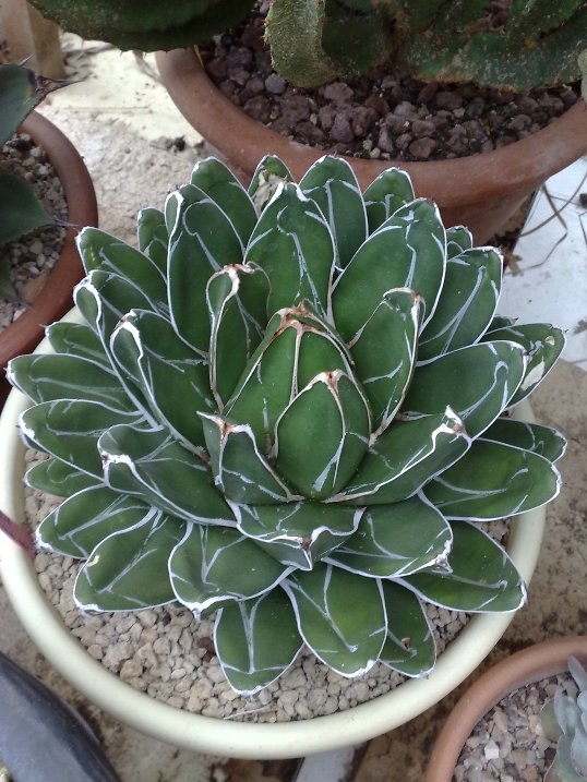 Agave victoriae-reginae 