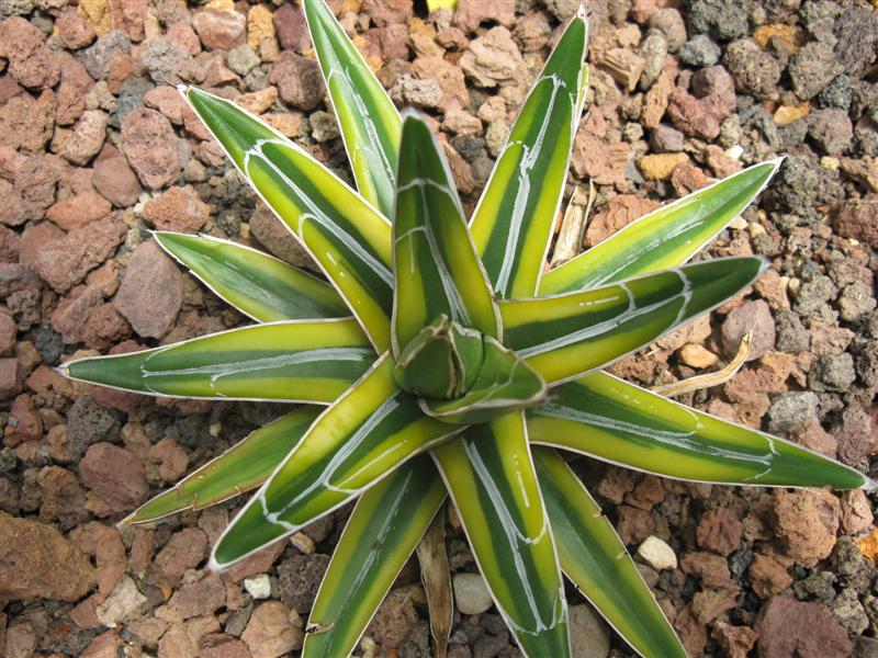 Agave victoriae-reginae f. variegata 